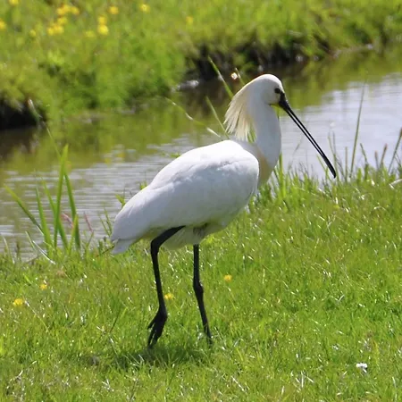 Botel Harbour At Uitgeestermeer View